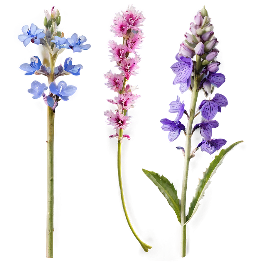 Summer Wildflowers Png Yhu