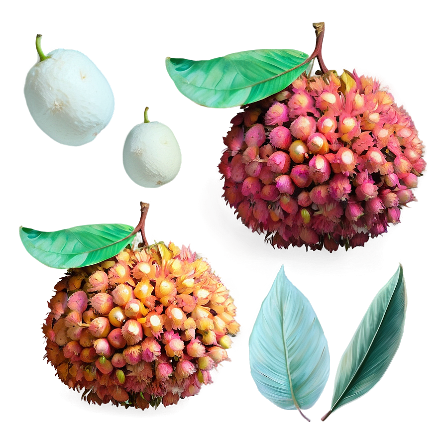 Summery Lychee Png 66