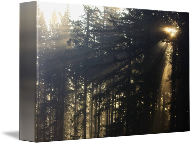 Sunbeams Through Forest Canvas