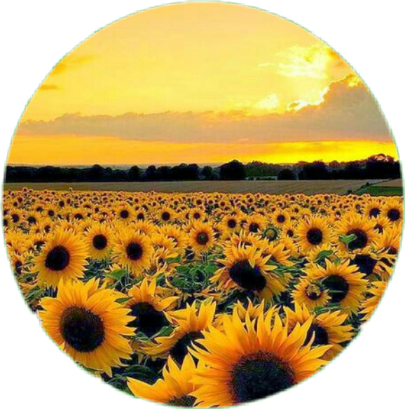 Sunflower Field At Sunset