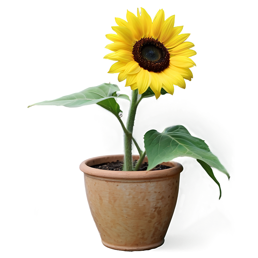 Sunflower In Pot Png Nfs