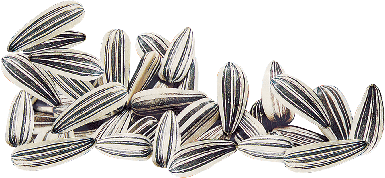 Sunflower Seeds Cluster.png