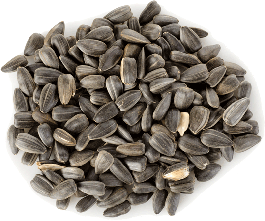 Sunflower Seeds Pile Isolated