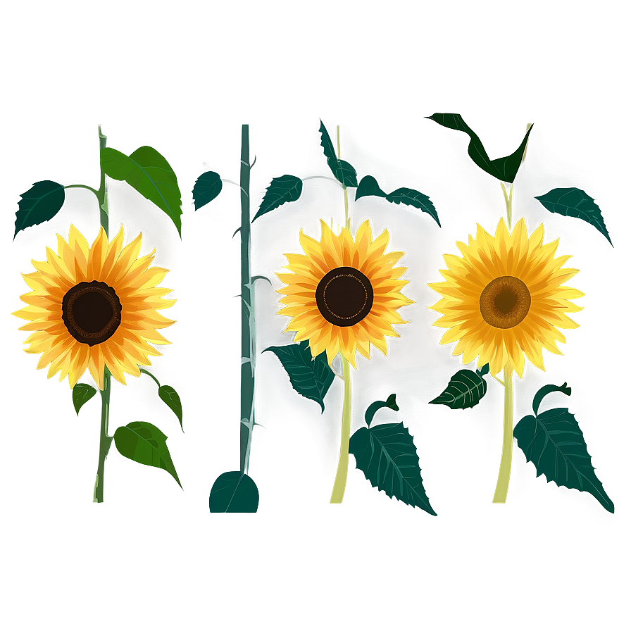 Sunflower Transparent Background Design Png Ucu25