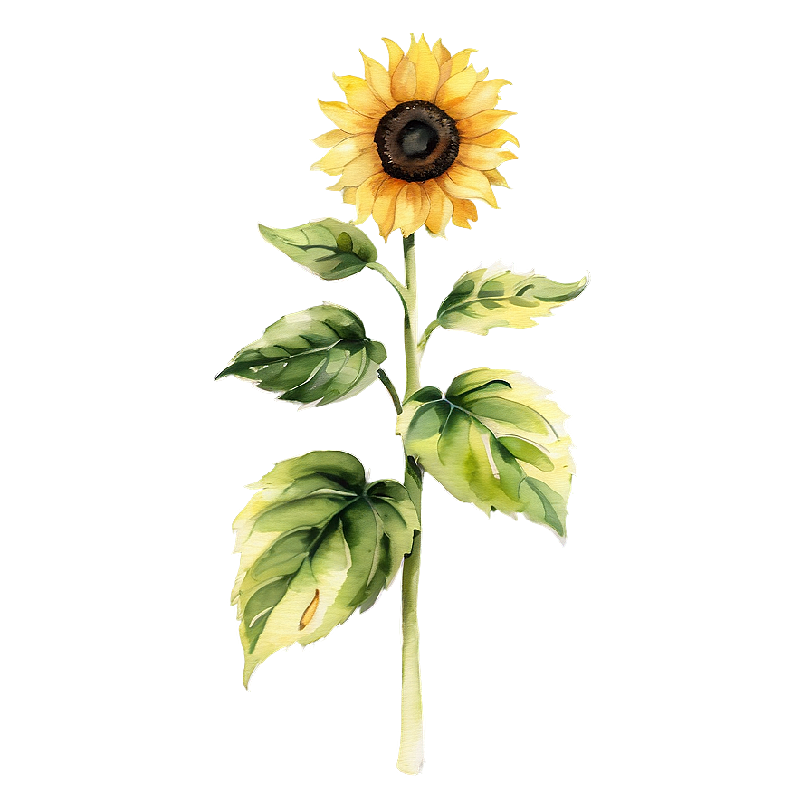 Sunflower Watercolor C