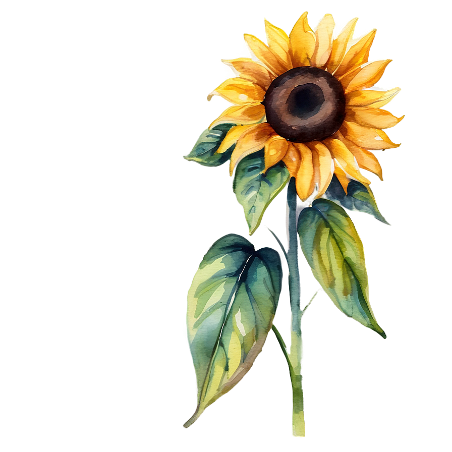 Sunflower Watercolor Image Png Lgi