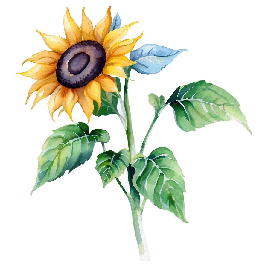 Sunflower Watercolor Image Png Scj