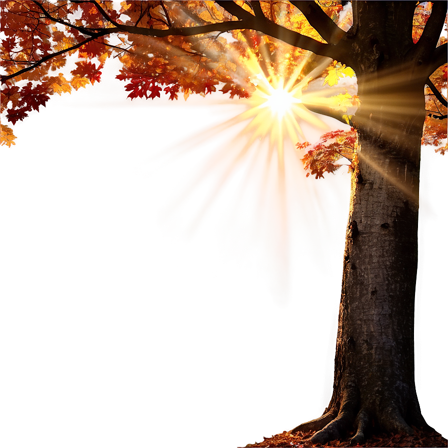 Sunlight Through Fall Trees Png 06212024