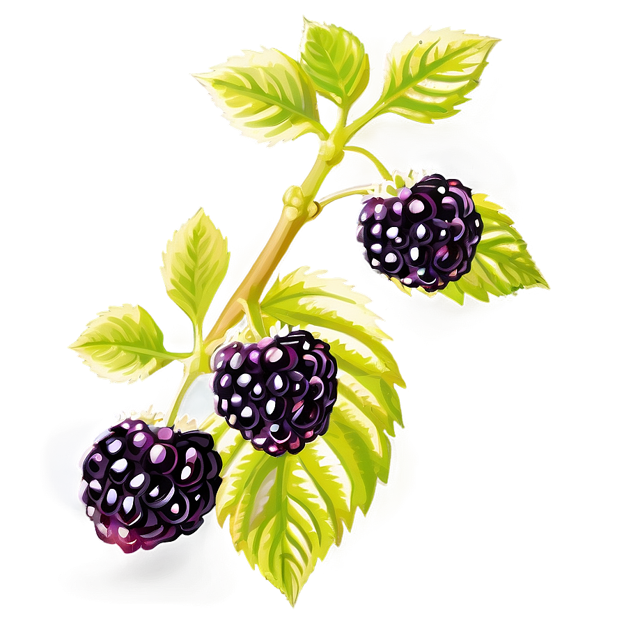 Sunlit Blackberry Png Hgw21