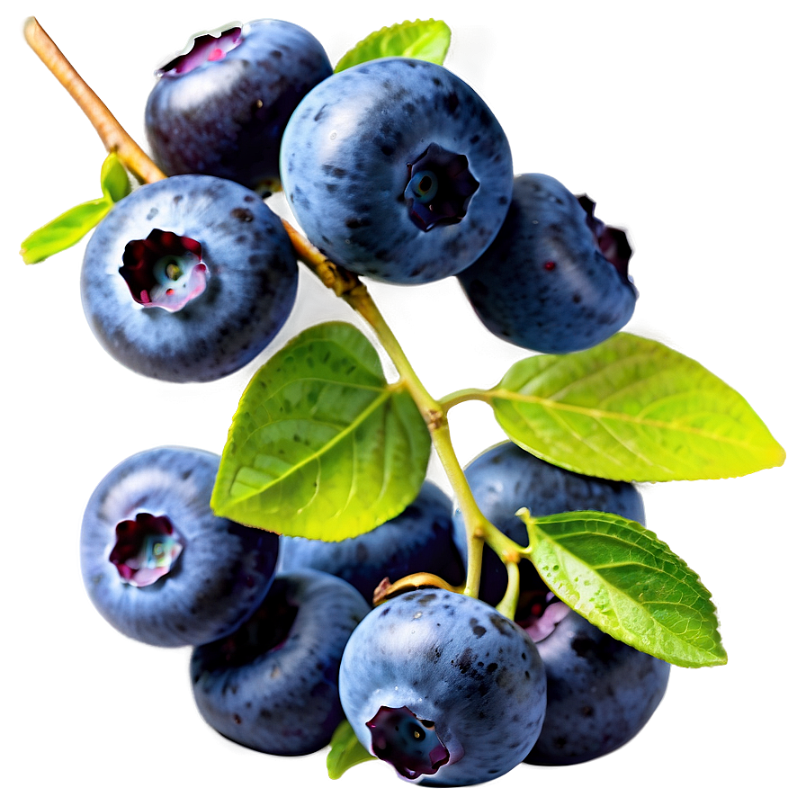 Sunlit Blueberry Png Vkc