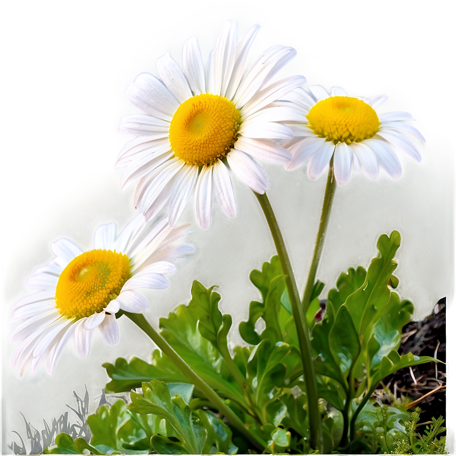 Sunlit Daisies Garden Png Ptx87