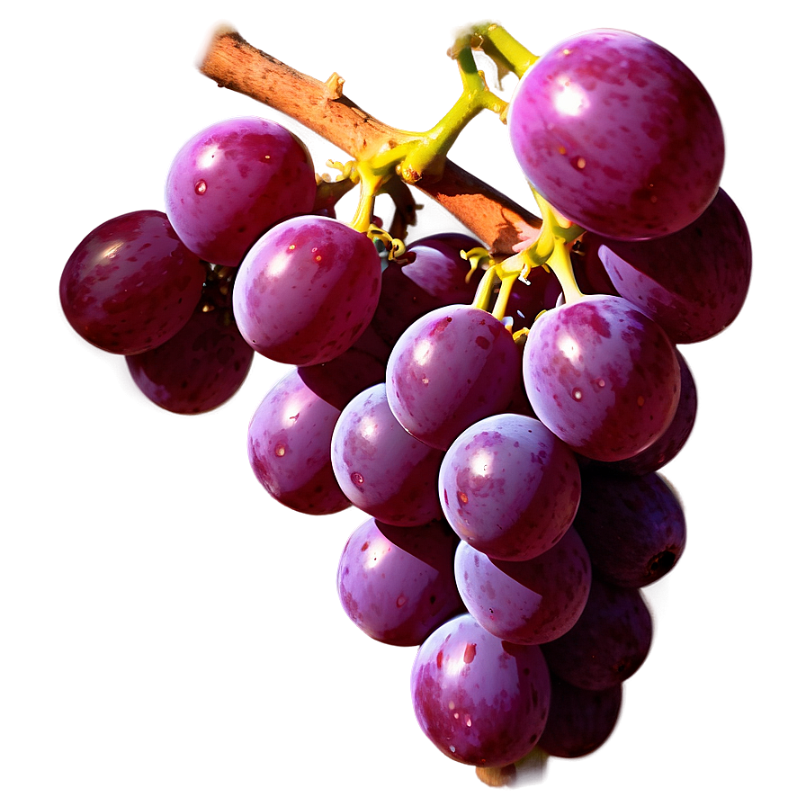 Sunlit Grape Image Png Qam