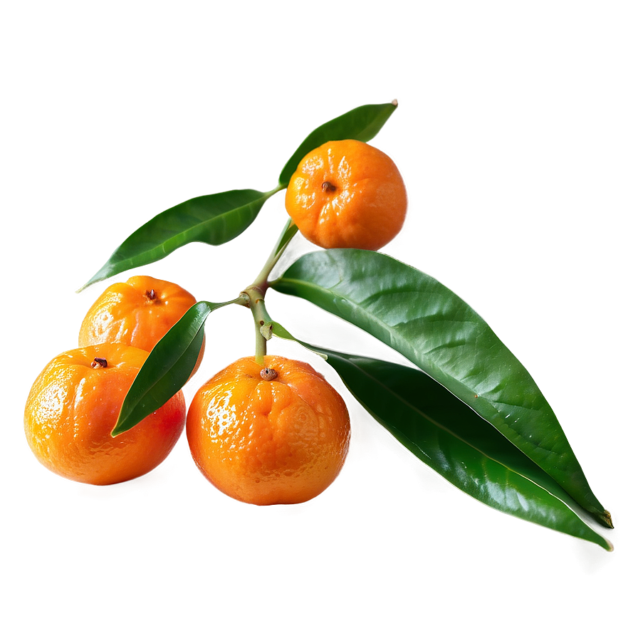 Sunlit Mandarin Png Kwh