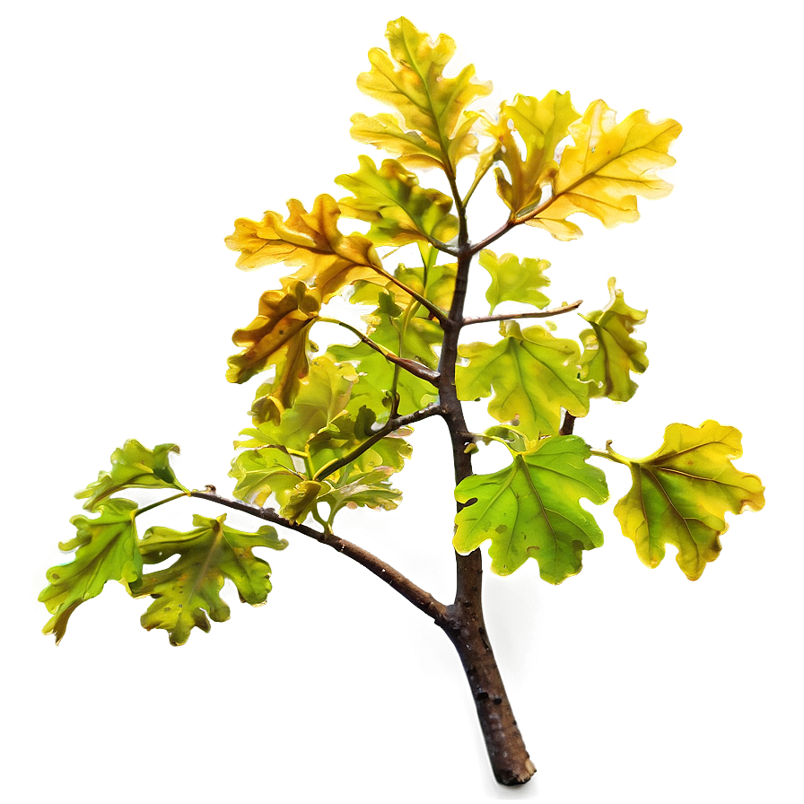 Sunlit Oak Branch Png 67