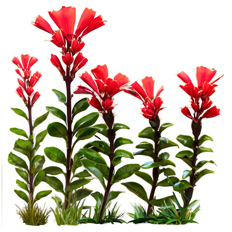 Sunlit Red Flowers Field Png Smy