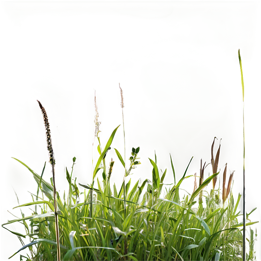 Sunlit Wild Grass Png 17