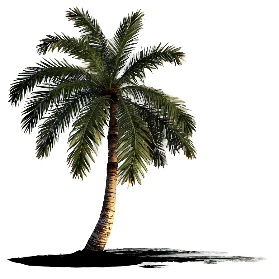 Sunset Palm Tree Png Fvj