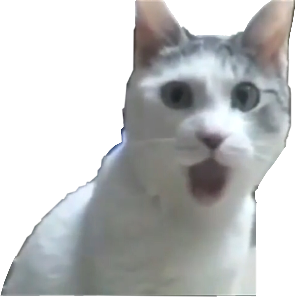 Surprised Cat Meme