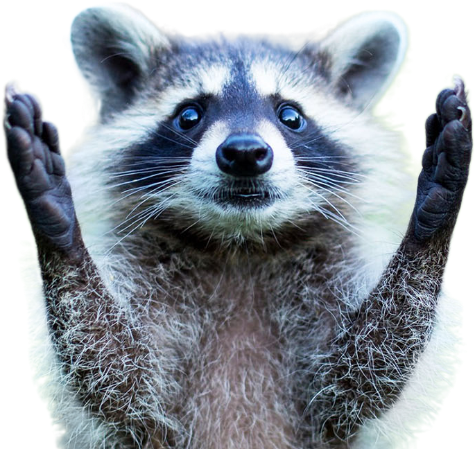 Surprised Raccoon Raising Hands