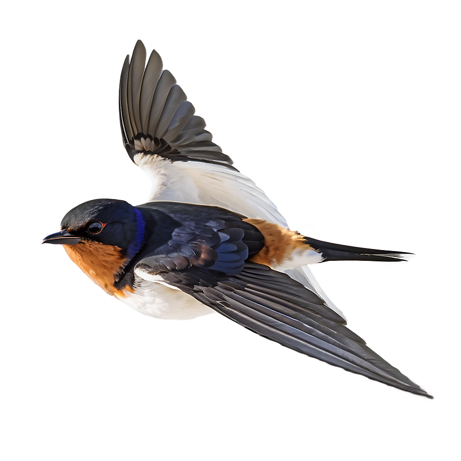 Swallow Bird Migration Png 76