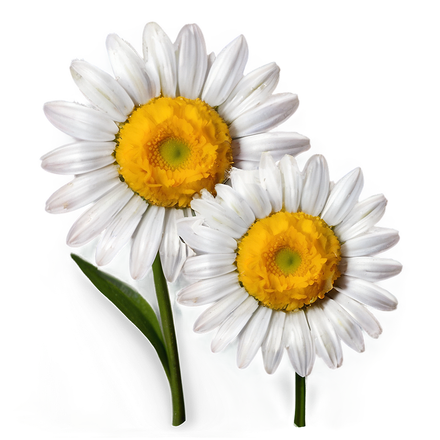 Sweet Daisy Graphic Png 06202024