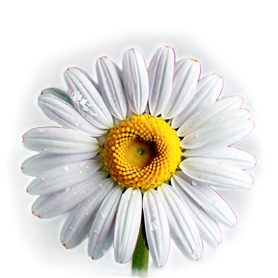 Sweet Daisy Graphic Png 1