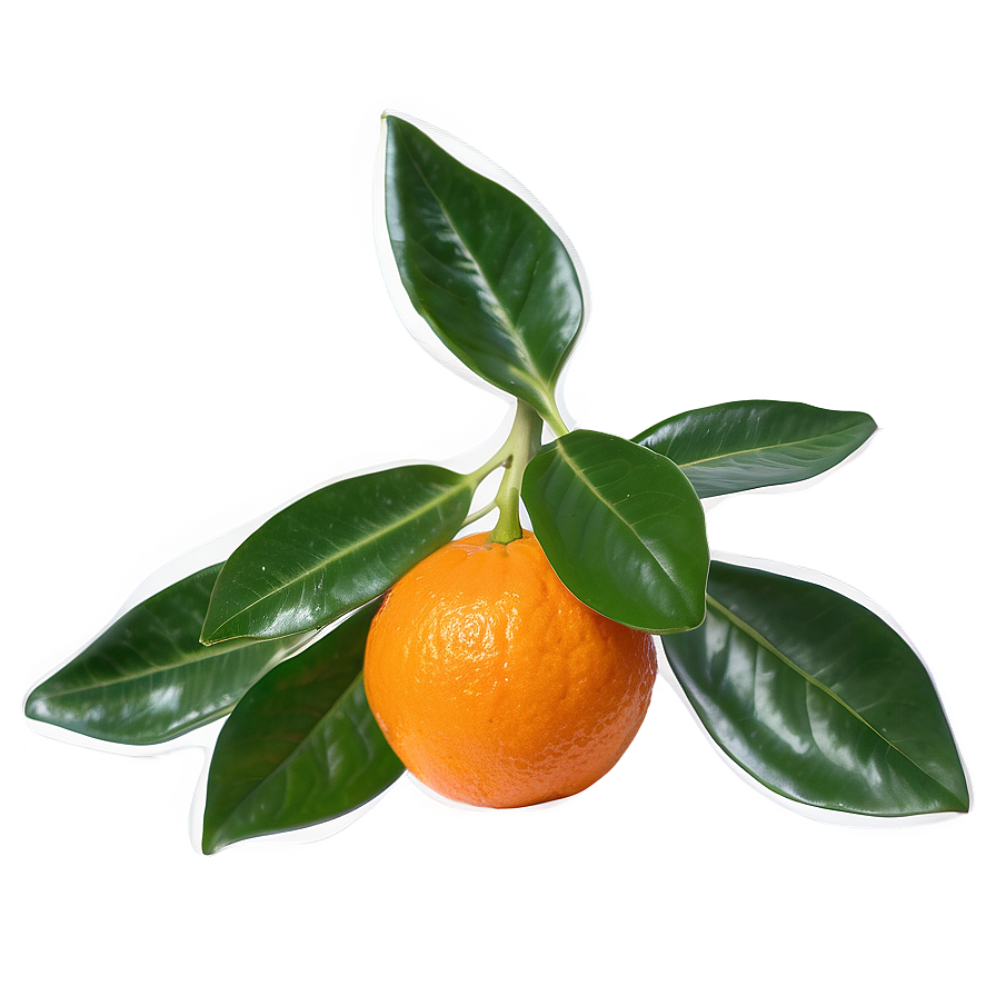 Sweet Mandarin Orange Png 71