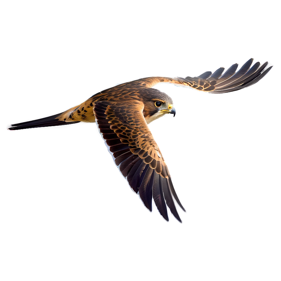 Swift Flying Falcon Png 71