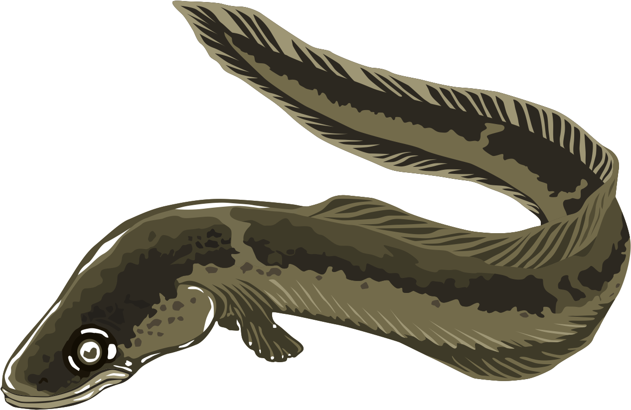 Swimming Eel Illustration.png