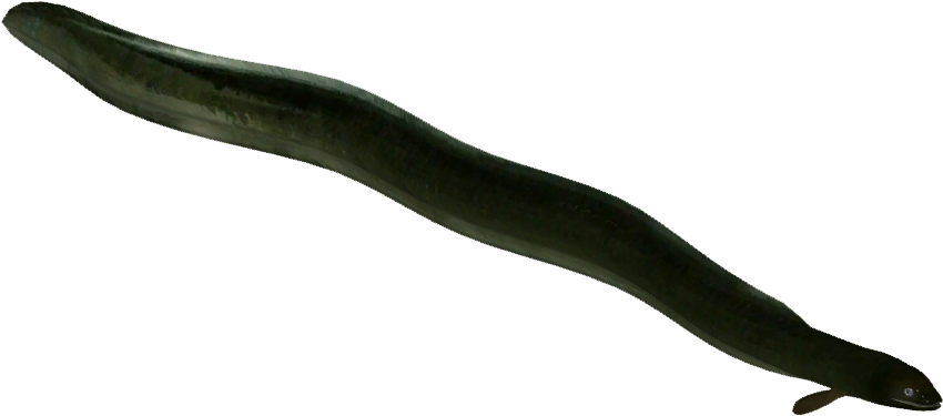 Swimming Eel Isolated Background