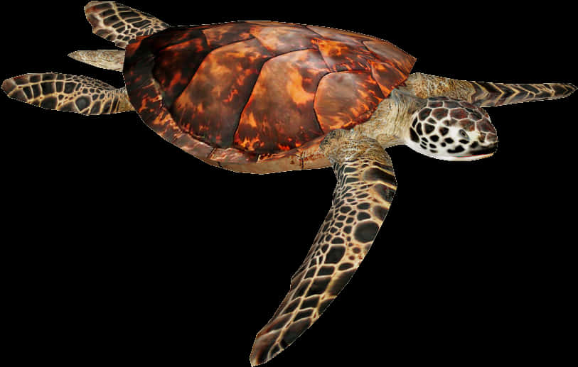 Swimming Sea Turtle Isolated