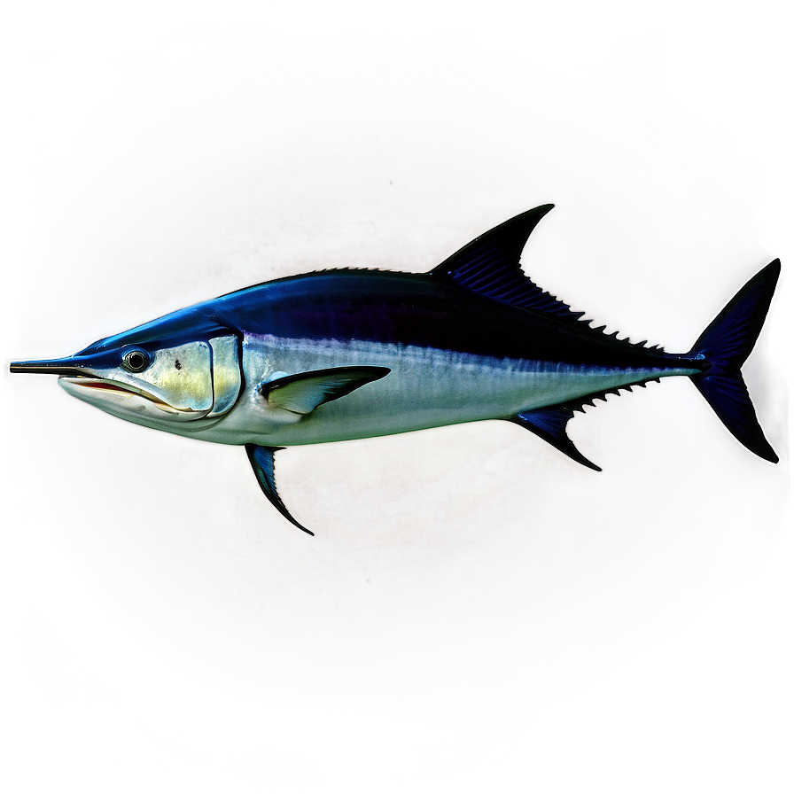 Swordfish Marine Life Png 84