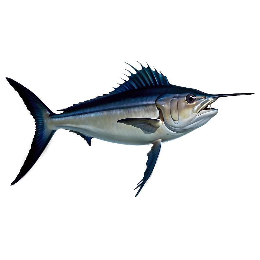 Swordfish Species Identification Png Tvv