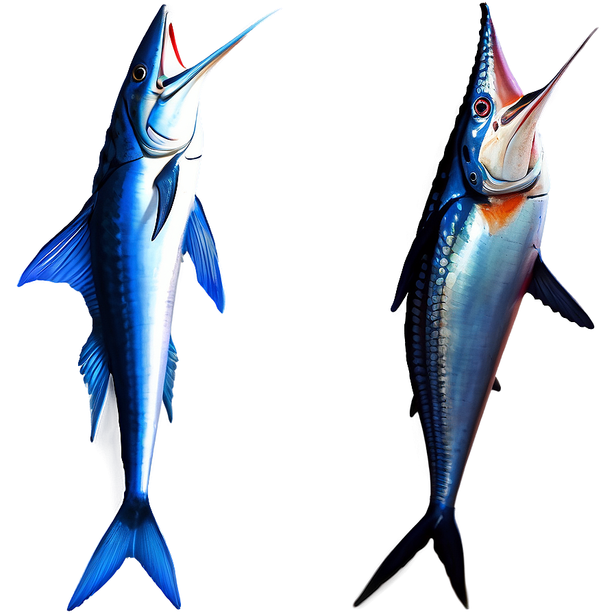 Swordfish Vs Marlin Png 06242024