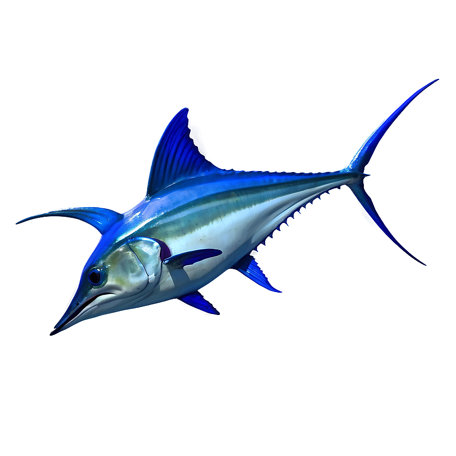 Swordfish Vs Marlin Png 28