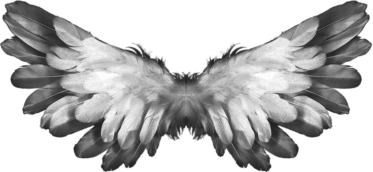 Symmetrical Angel Wings Black Background