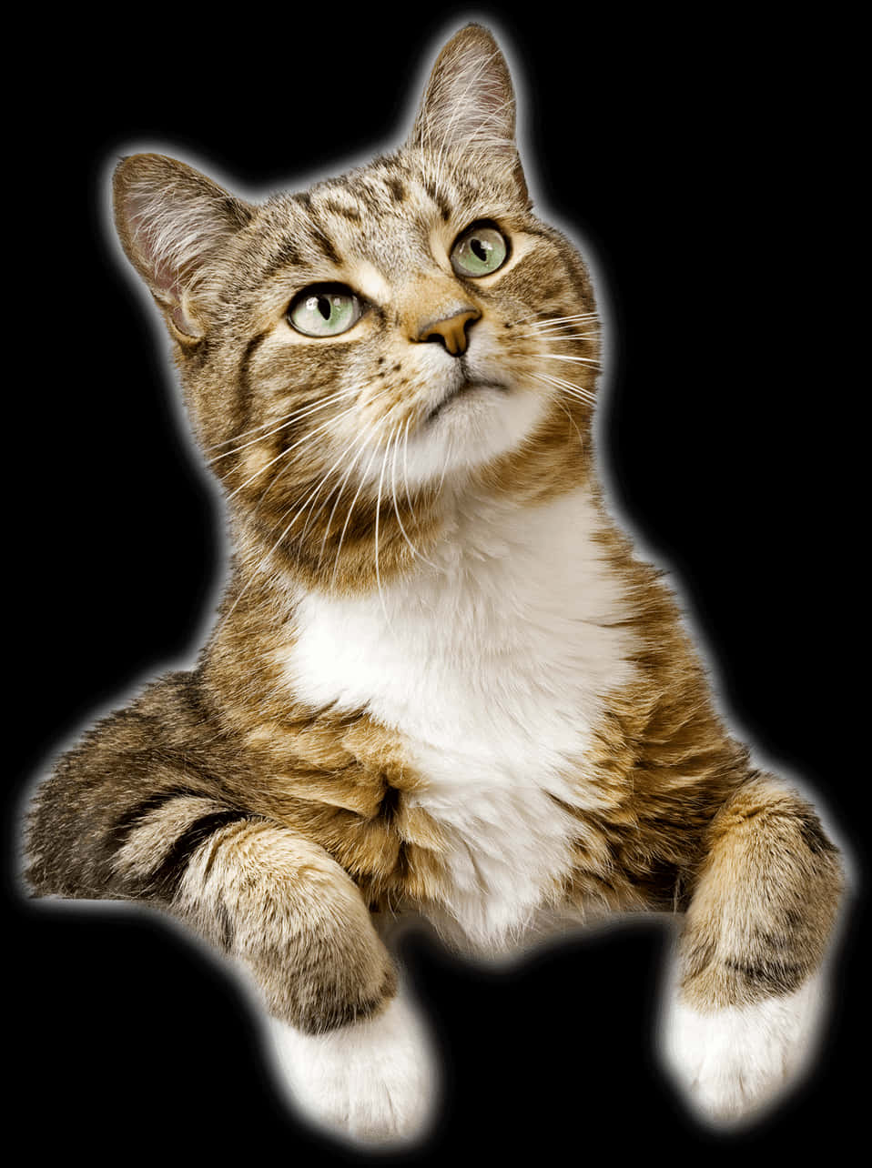 Tabby Cat Looking Upward.jpg