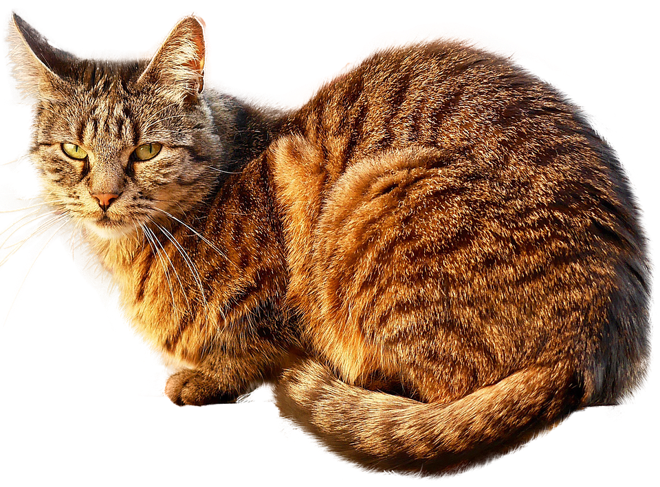 Tabby Cat Sitting Transparent Background.png