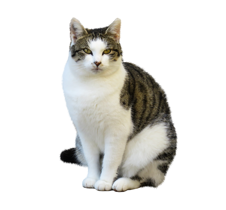 Tabbyand White Cat Sitting