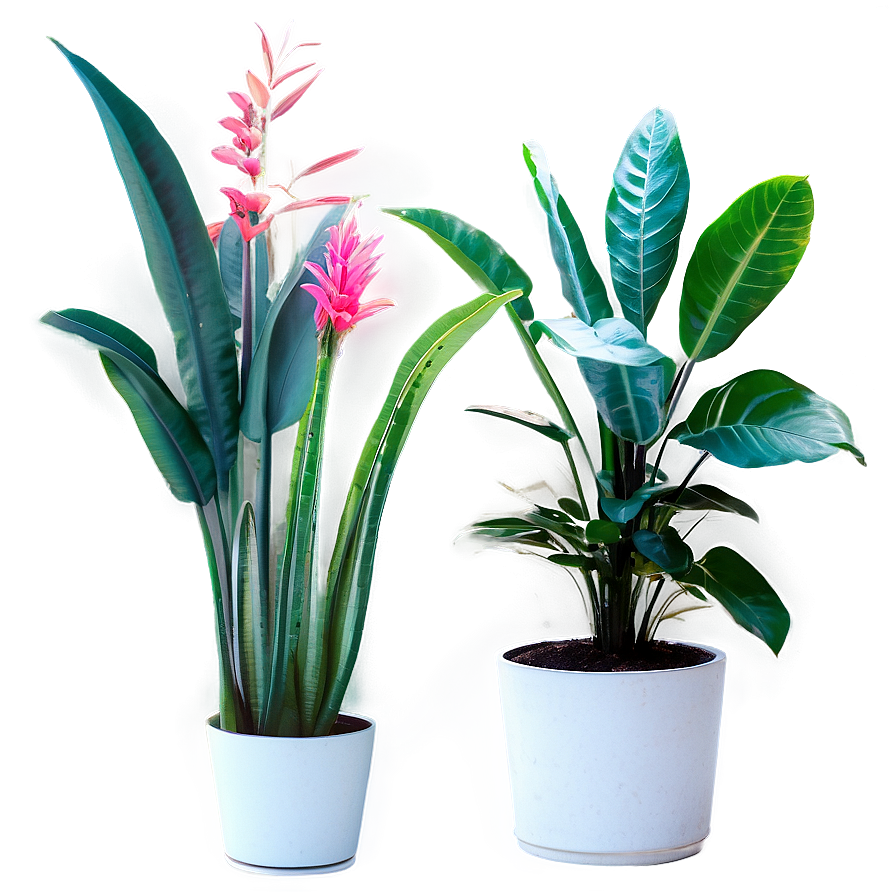 Tall Floor Plant Png Kbq38