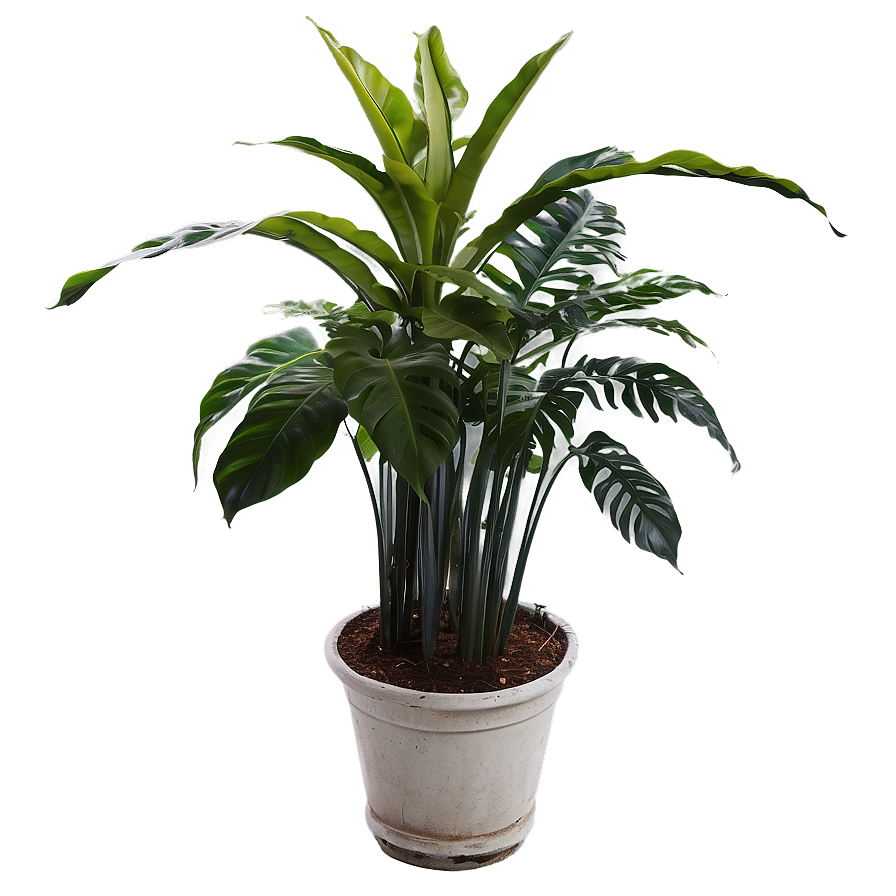 Tall Floor Plant Png Ymx