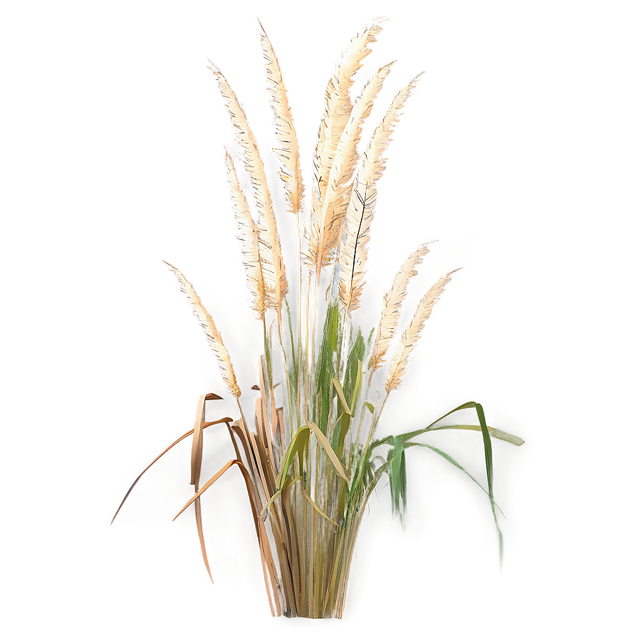 Tall Pampas Grass Png Ulb