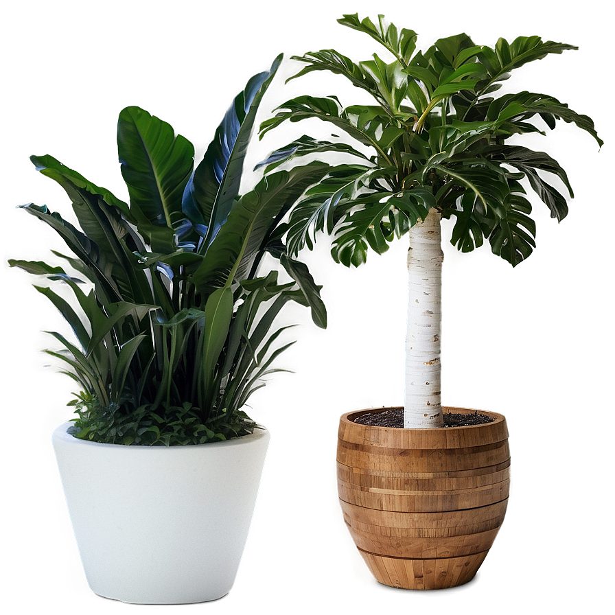 Tall Potted Plants For Privacy Png 72