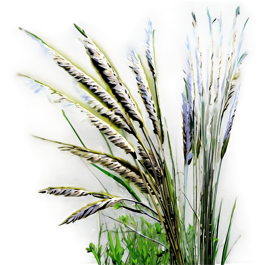 Tall Prairie Grass Png 68