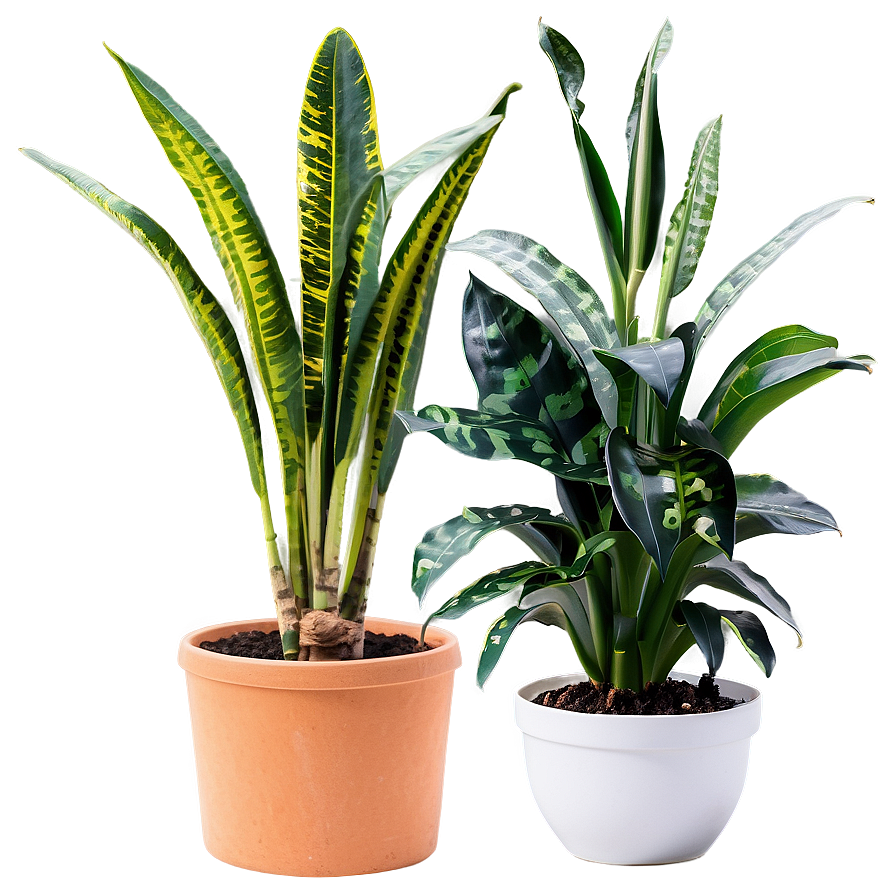 Tall Snake Plant Png 06122024