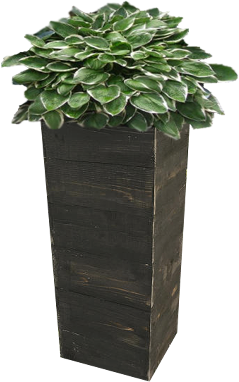 Tall Wooden Planterwith Green Plant