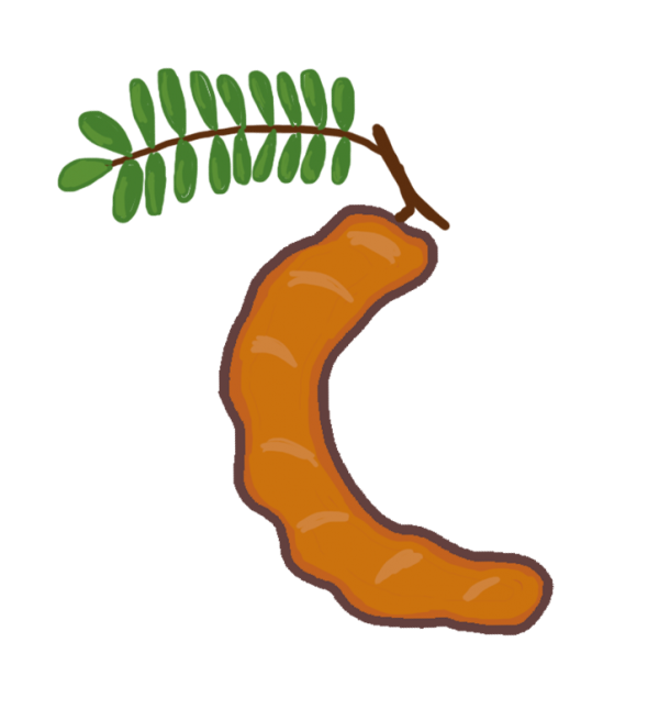 Tamarind Fruitand Leaves Illustration