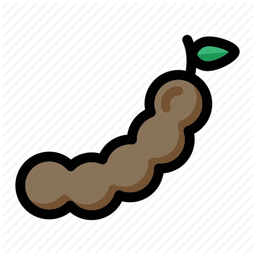 Tamarind Pod Vector Illustration