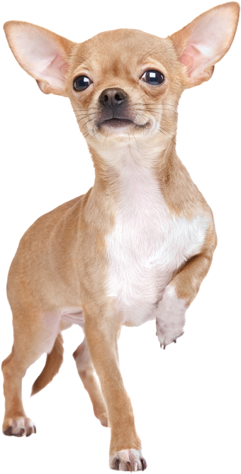 Tan Chihuahua Puppy Standing