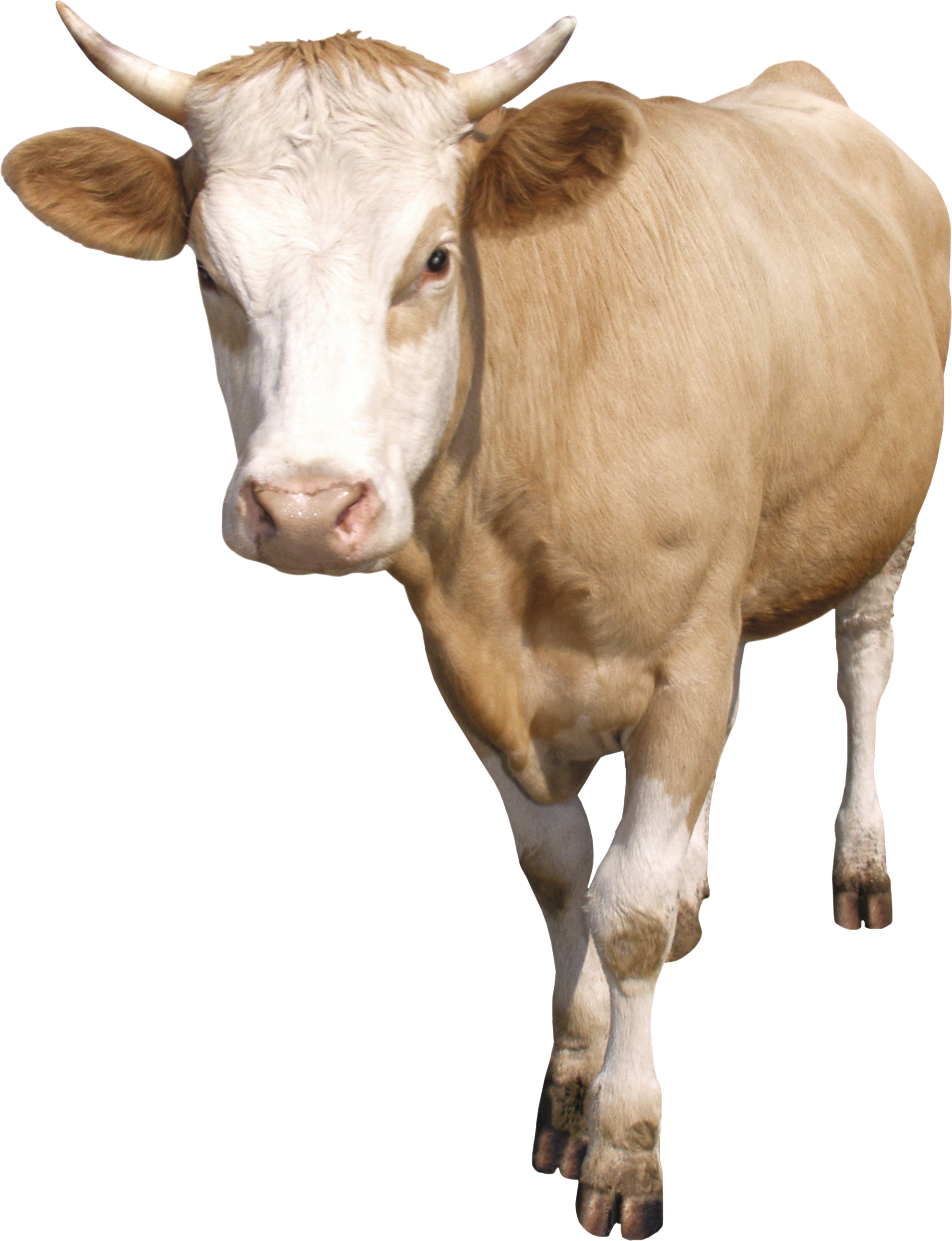 Tan Cow Standing Transparent Background